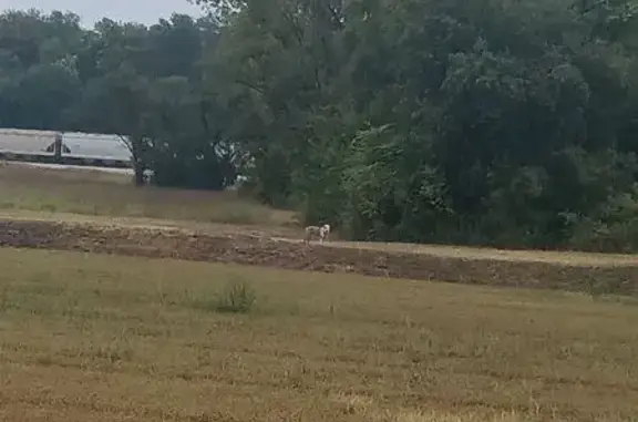 Found dog Terre Haute, photo: Found Dog: Brown & White, Blue Collar