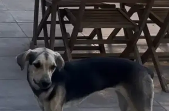 Chien perdu Anse, photo : Chienne peureuse perdue à Anse, pucée