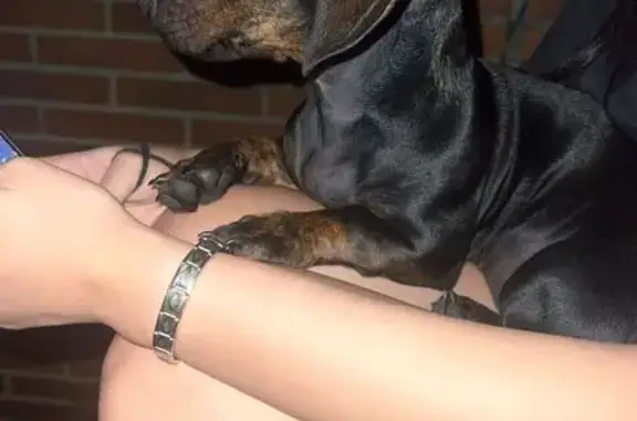 Búsqueda de mascotas, foto: ¡Perdido! Perrito Salchicha en Torrejón