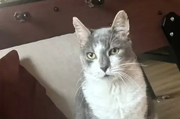 Chat perdu à Guebwiller : Biggy, 12 ans - photo