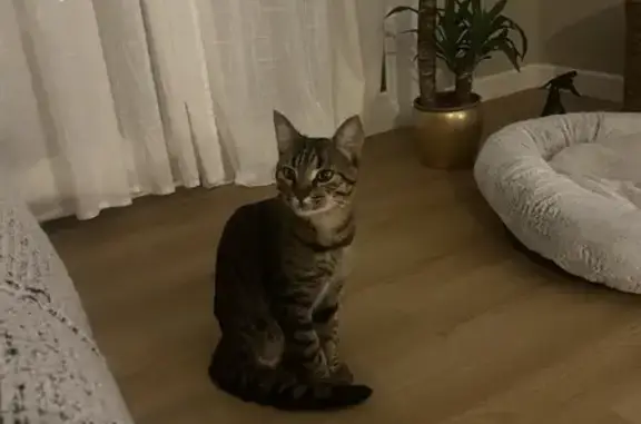 Animaux trouvés Maromme, photo: Chat tigré mâle trouvé à Maromme