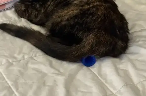 Lost Tortoiseshell Cat - Reward Offered!