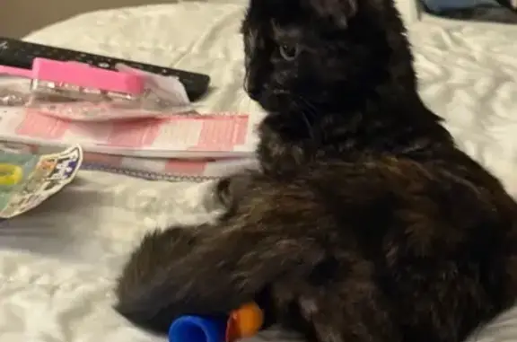 Lost Tortoiseshell Cat - Reward Offered!