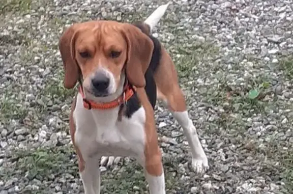 Chien perdu Saubens, photo : Beagle peureux perdu à Saubens