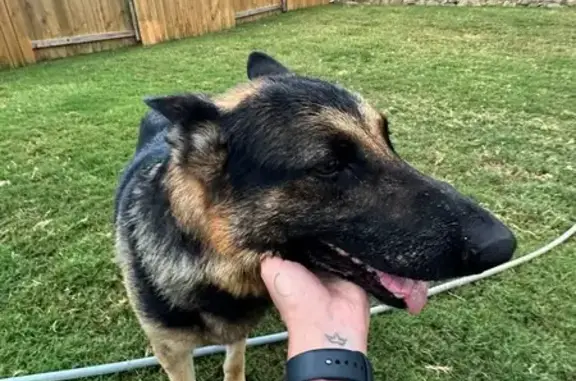 Found dog Heath, photo: Found Male Dog: Black & Tan on Chillingham