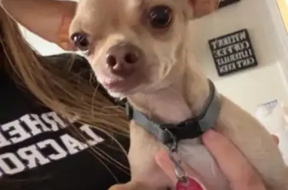 Missing dog Dunn, photo: Lost Chihuahua: Friendly, Unique Smile