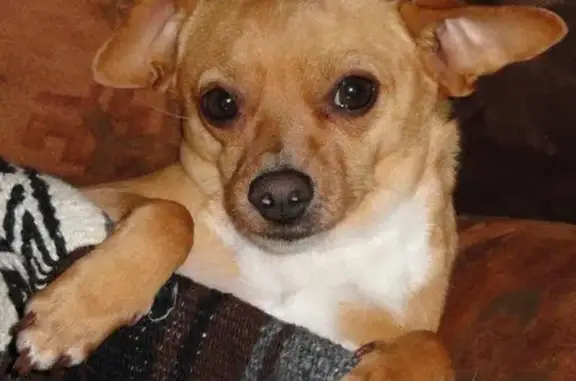 Found dog California City, photo: Found: Brown Chihuahua with Red Leash