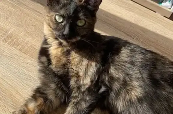 Chat perdu, , photo: Chat écaille perdue à Noyal-Châtillon
