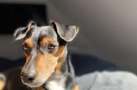 Petite chienne perdue à Pleudihen-sur-Rance - photo