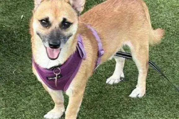 Lost Tan Chihuahua Mix on Vicksburg Rd