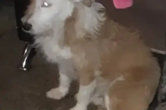Perro Perdido: Ojo Azul y Café en CDMX