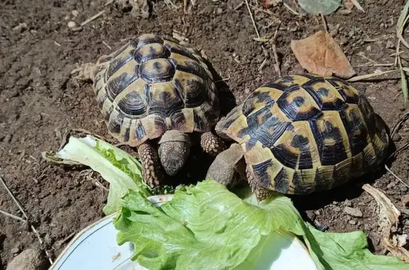 Animaux perdus Villefranche-sur-Saône, photo: Perdu : 2 tortues Hermanns à Villefranche
