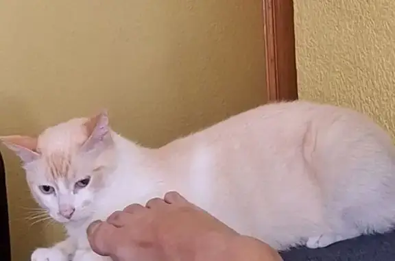 Gato Perdido: Blanco y Naranja en Puebla de Vallbona