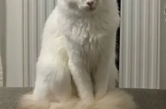 Chat perdu, Pleuven, photo: Chat mâle blanc/roux perdu à Pleuven
