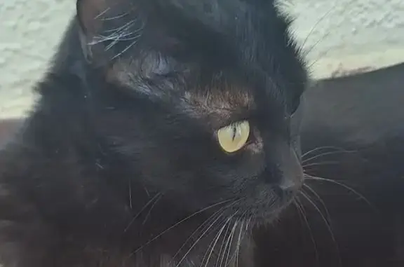 Gato negro perdido en Santa Marta de Tormes