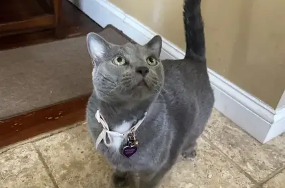 Lost Grey Cat: Green Eyes, Pink Collar