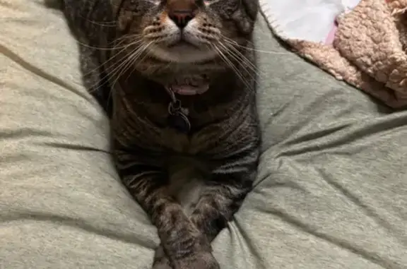Lost Tabby Cat on Leanne Drive, Loveland