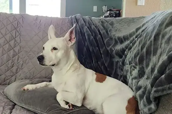 Help Find Bella: Missing 10-Year-Old Dog