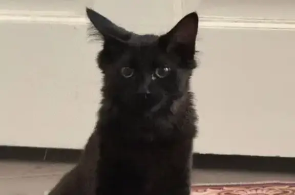 Lost Fluffy Black Cat in Janice Grove