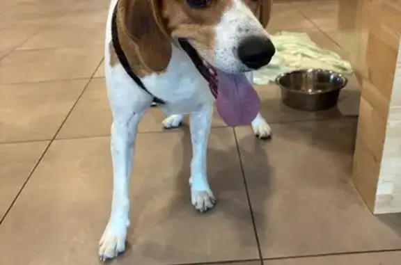 Chien trouvé Toulon, photo: Chien croisé Beagle trouvé à Toulon