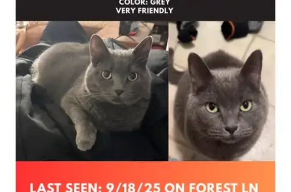 Missing cat Traverse City, photo: Lost Chunky Grey Cat on West River Rd