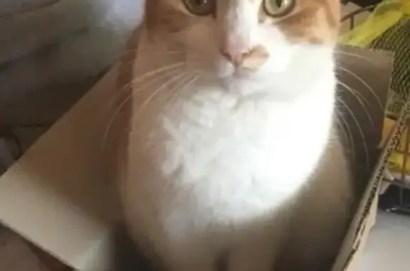 Lost Skittish Cat: Prospect Drive, Melb