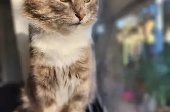 Help Find Fluffy: Lost Cat in Greta