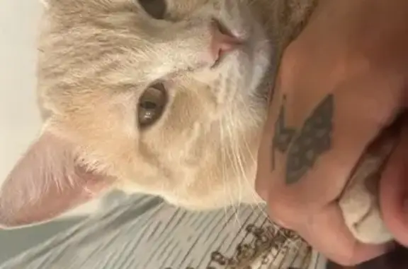 Gato Perdido: Marrón Clarito y Asustadizo