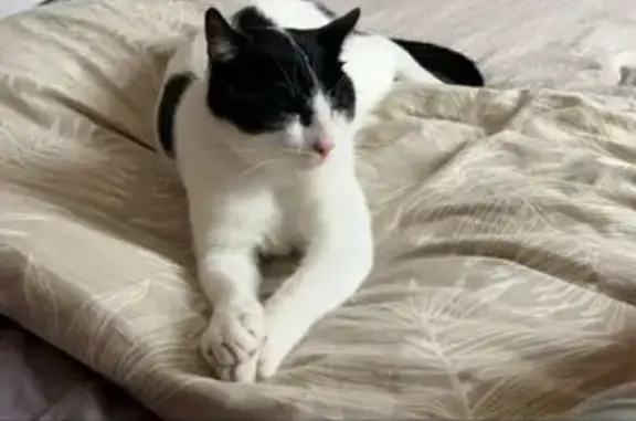 Animaux perdus Amiens, photo: Chat perdu à Amiens, quartier St Roch