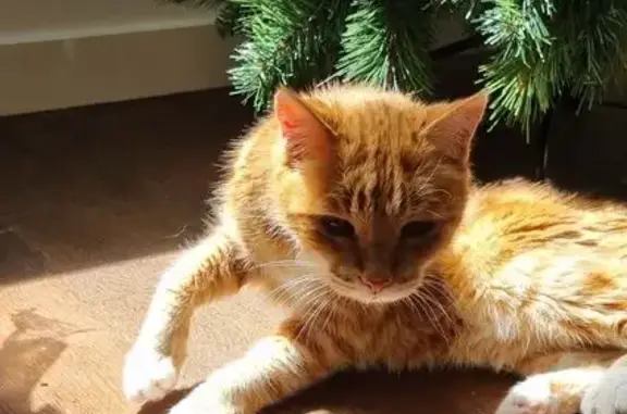Help Find Georgie: Elderly Ginger Tabby