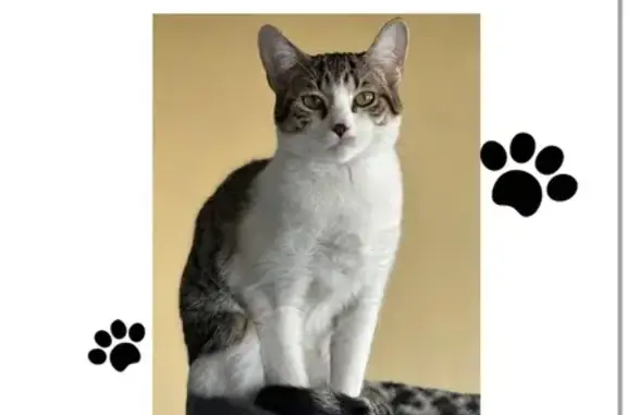Lost Cat: Friendly White & Gray Tabby