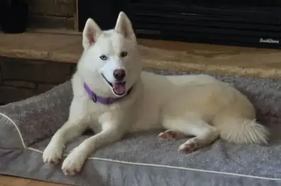Lost Skittish Dog in Vilas, NC: Purple Collar