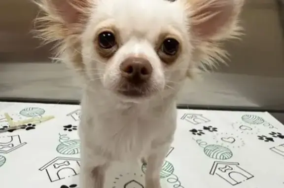 Lost White Chihuahua: 41st St, Galveston