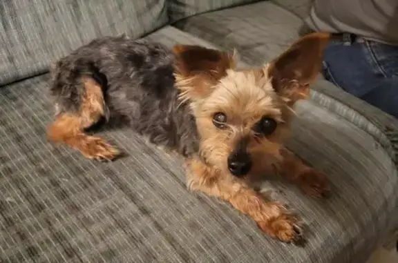 Lost Dog: Brown/Black, Chipped Ear, Lawton