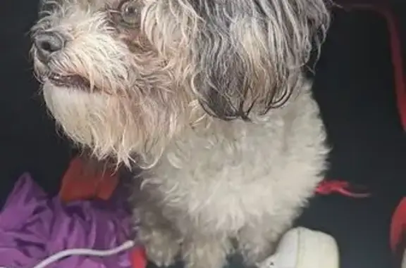 Found dog New York, photo: Found Dog on Knickerbocker & Wyckoff
