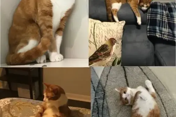 Lost Orange Tabby: Help Find Our Cat!