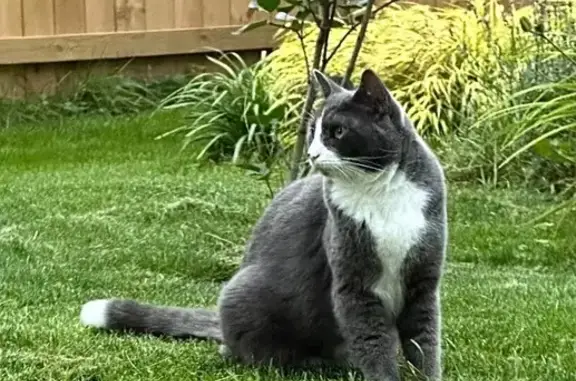 Missing cat , photo: Lost Gray & White Cat on Shorewood Dr