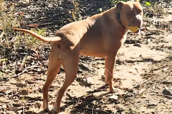 Lost Dogs: Tan Female & Blue Heeler
