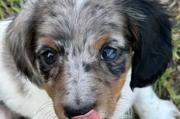 Lost Dog Near Old Springtown Rd, 6740