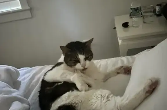 Lost 15-Year-Old Cat: White/Brown Mix