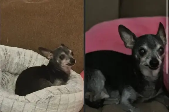 Lost 17-Year-Old Black & Grey Dog