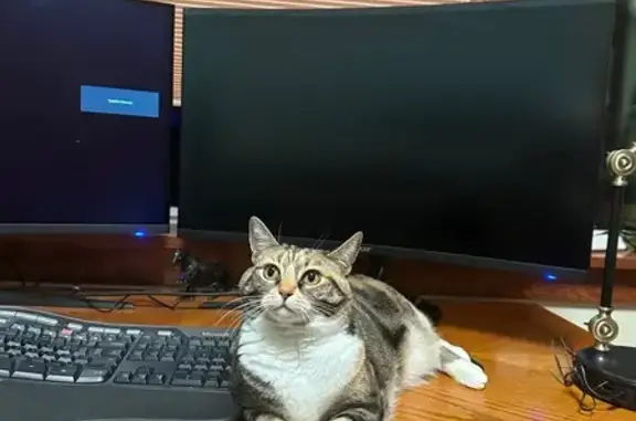 Calico Cat Lost at Horse Show - Help!