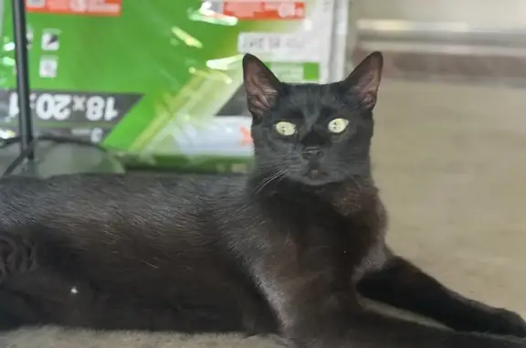 Lost Cat: Small with Unique Bleach Spot
