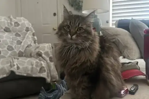 Lost Fluffy Cat Cleopatra - Magna Area
