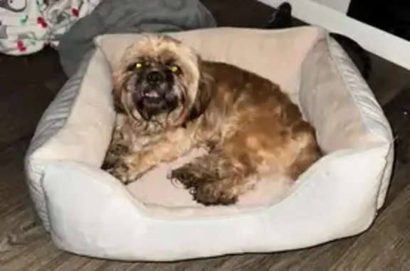 Lost Shih Tzu Mylo on Depot Street, Roxboro