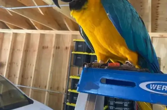 Lost pets , photo: Lost Blue & Gold Macaw in Palos Hills