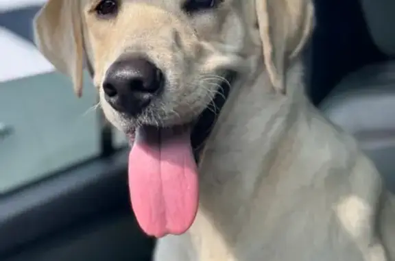 Lost Yellow Lab: Canyon Branch Alert!
