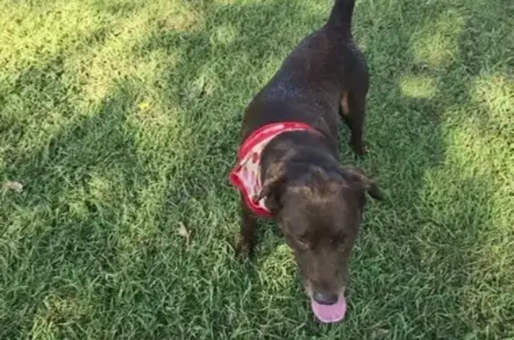 Help Find Our Lost Chocolate Labs!