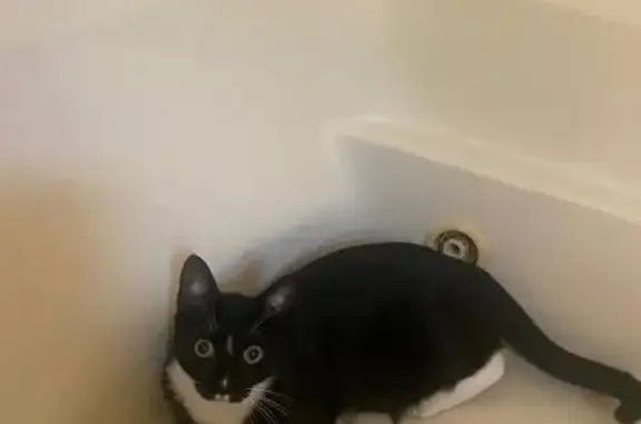 Lost Tuxedo Cat: Friendly & Unique Markings