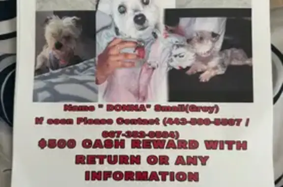 Help Find Our Skittish Terrier-Yorkie!